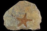 Ordovician Starfish (Petraster?) - Morocco #94325-1